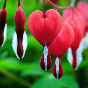 May include: Close-up of a cluster of vibrant red bleeding heart flowers. Each heart-shaped bloom has a white, teardrop-shaped petal that hangs below. The background is a soft, blurred green.