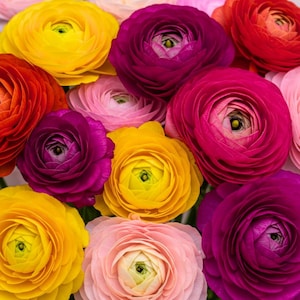Könnte beinhalten: Eine lebendige Ansammlung von Ranunkelblüten mit dicht geschichteten Blütenblättern in leuchtendem Gelb, tiefem Magenta, zartem Rosa und Orange. Die Blüten sind in einem dichten Cluster angeordnet und zeigen ihre runde Struktur.