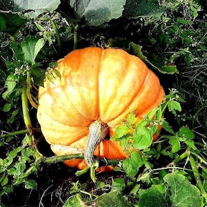 May include: A large, round, orange pumpkin with deep vertical ridges and a thick, textured, light-colored stem. The pumpkin is nestled among vibrant green leaves and thin, winding vines, showing a natural, unharvested state in a garden setting.