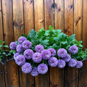 May include: A cluster of vibrant purple chrysanthemum flowers with dense, spherical petals and lush green leaves, arranged in a wooden planter box. The flowers display a rich, saturated violet hue, and the foliage appears fresh and slightly dewy.