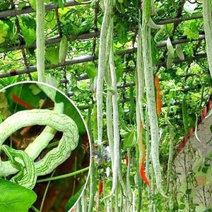 Indische Schlangenkürbis Samen Trichosanthes Cucumerina Erbstück Gemüsegarten Ernte
