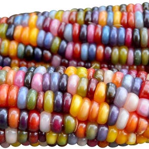 May include: Two ears of glass gem corn featuring a dense arrangement of translucent, multi-colored kernels in shades of yellow, orange, red, pink, purple, blue, and green. The kernels have a smooth, glossy, and rounded appearance throughout.