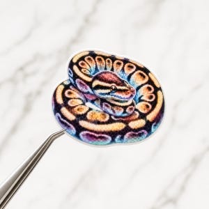 May include: A die-cut sticker featuring a coiled ball python with a vibrant, multi-colored scale pattern in shades of black, orange, yellow, and iridescent blue. The snake is depicted in a circular resting position with its head resting on its body.