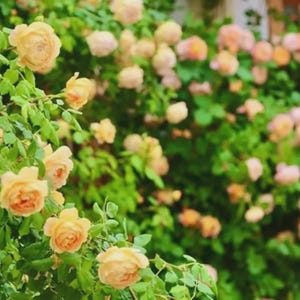 Mezcla de semillas de flores perennes resistentes - Floración permanente multicolor para jardín, paquete de variedades silvestres de larga duración para macetas, regalo sin OGM