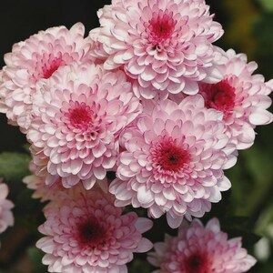 Pompon Chrysanthemum Seeds Mixed Ping Pong Mum Flowers, Heirloom Perennial Seeds for Garden Beds Landscape Accents, Easy Grow