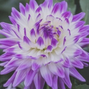 May include: A close-up image of a dahlia flower. The petals are white with purple tips, creating a striking contrast. The flower's centre is a creamy white. The petals are arranged in layers, showcasing the flower's intricate design.