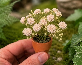 May include: A miniature terracotta pot containing a cluster of small, pale pink flowers with numerous tiny buds. The plant features delicate, branching stems and a textured, earthy base, presented in a simple, unglazed clay container.