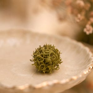 May include: A small, round, moss-like decorative element in shades of green sits on a cream-colored, scalloped-edge plate with a gold rim. The background is softly blurred, with hints of dried flowers.