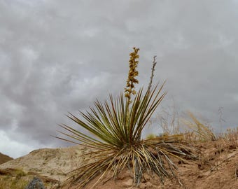 Yucca Hoodoos 4K Digital Wallpaper Pack | Moody Desert Landscape Desktop & Smart TV Background | Southwest Nature Photography Download