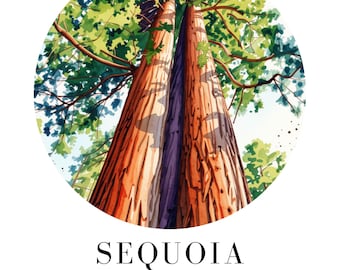 Sequoia National Forest Adventure Poster Watercolor