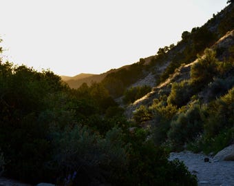 Desert Landscape Photo | Moody Desert Digital Art | Sunset | Yucca Cactus | Southern Utah