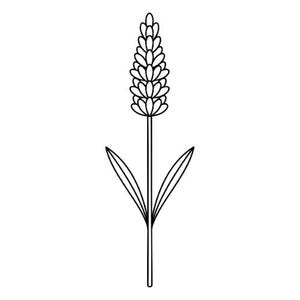 May include: A black and white line drawing of a lavender flower. The flower has a long stem with two leaves and a cluster of small, oval-shaped florets at the top. The image is simple and elegant, suitable for various design applications.