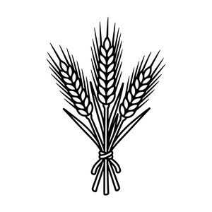 Könnte beinhalten: Schwarz-Weiß-Illustration eines Weizenbündels. Die Ähren sind detailliert, und die Stiele sind mit einem Knoten zusammengebunden. Das Bild ist ein klares, grafisches Design.