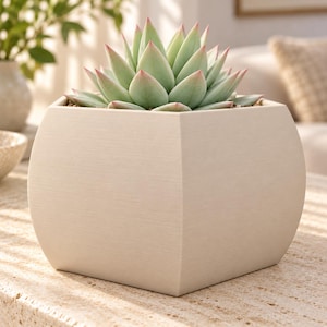 May include: A light beige square planter with a smooth, matte finish containing a succulent plant. The succulent features thick, pointed, pale green leaves with subtle pink tips arranged in a dense, symmetrical rosette pattern.