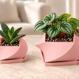 May include: Two light pink geometric planters with matching saucers. The smaller planter holds a dark green succulent with white speckled patterns, while the larger planter contains a green Peperomia plant with dark striped veins.