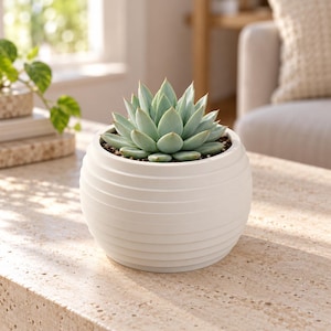 May include: A pale green succulent plant with pointed, fleshy leaves arranged in a rosette pattern, potted in a round, white ceramic planter featuring a series of horizontal, recessed grooves circling the exterior of the container.