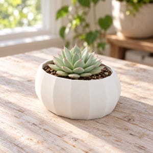 May include: A pale green succulent plant with pointed leaves and pink tips, potted in a white, round, ribbed ceramic planter filled with dark brown soil. The planter has a matte finish and vertical indentations around its exterior.