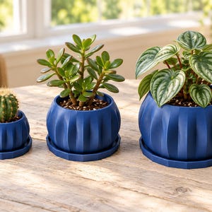 May include: Three dark blue, ribbed, spherical planters with matching saucers, each containing a different plant: a small green cactus, a jade plant with thick leaves, and a peperomia plant with variegated, heart-shaped green leaves.