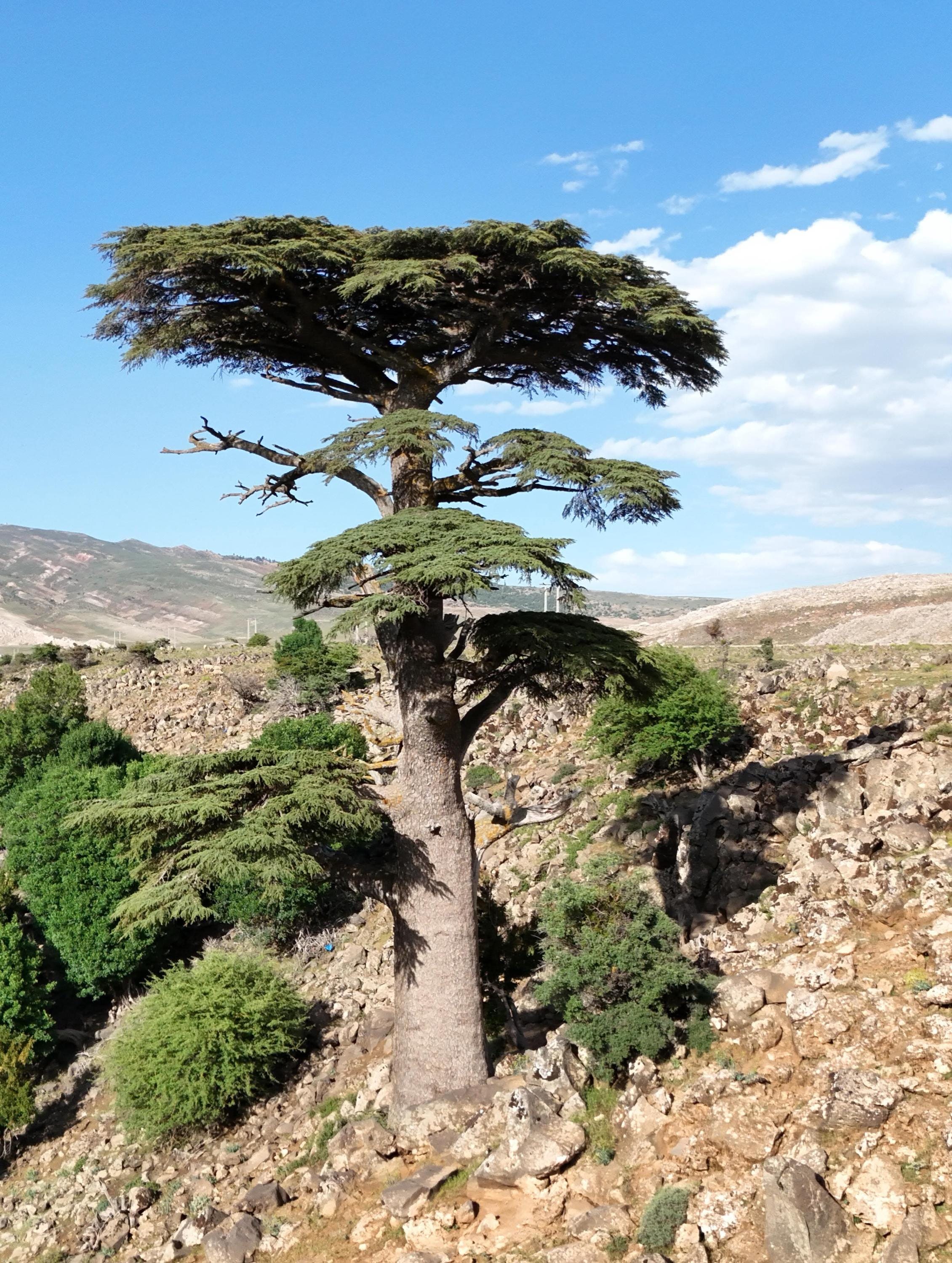 Blue atlas cedar - Etsy 日本