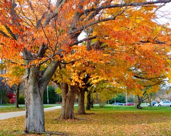 A New England University Campus in Fall- 8x10 print in a white 11x14 mat
