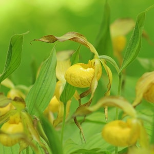 May include: Close-up of yellow lady slipper orchids in bloom with green leaves. The flowers are delicate and have a unique shape.