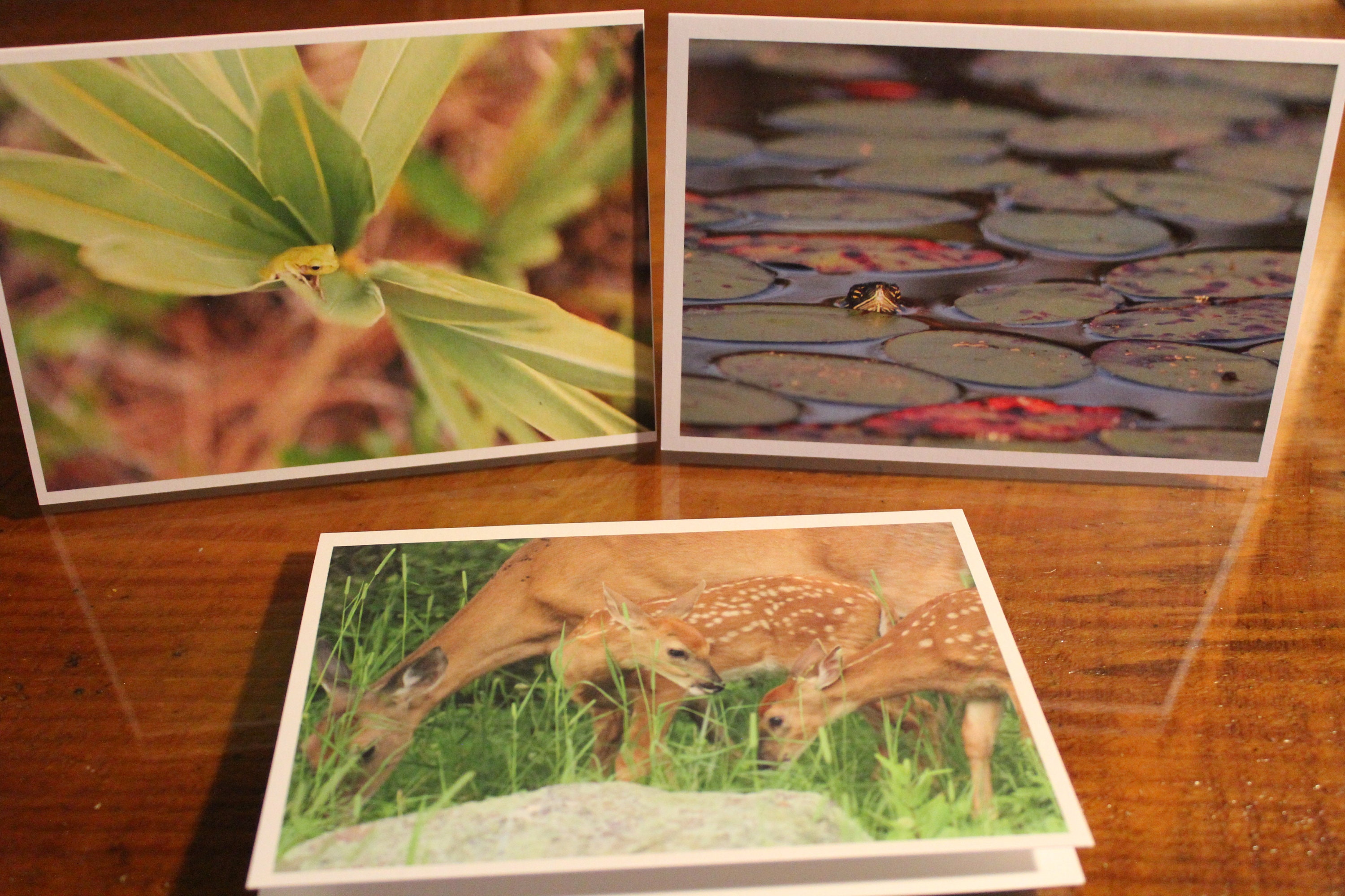 Wildlife Note Cards 1 set of 3 Unique Photo Note Cards in | Etsy