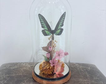 Vtg Mounted Rajah Brookes Birdwing Butterfly Butterflies In Glass Dome Display