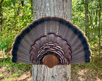Turkey fan plaque and beard option