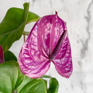 May include: A vibrant purple anthurium flower with a glossy, heart-shaped spathe and a dark, textured spadix. The plant features several large, smooth, deep green leaves that provide a lush contrast to the bright, waxy purple bloom.