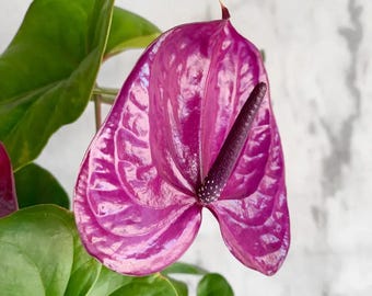 Anthurium (carla X Pap) X (carla X Port) - One Seedling - Grower's