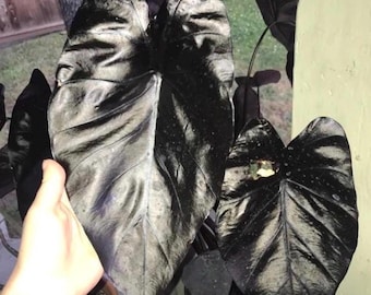Colocasia Electric Gecko starter plant * *(ALL starter plants require you to purchase any 2 plants)*