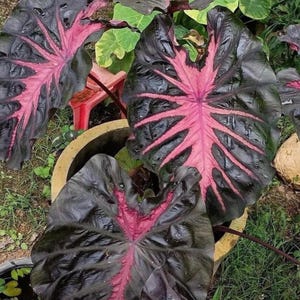 K&ouml;nnte beinhalten: Nahaufnahme von gro&szlig;en, dunkelgr&uuml;nen Bl&auml;ttern mit auff&auml;lligen rosa Adern. Die Bl&auml;tter geh&ouml;ren zu einer Pflanze, wahrscheinlich einer Ziersorte, und wachsen in einem Topf. Das einzigartige Farbmuster der Pflanze macht sie zu einem Blickfang im Garten.
