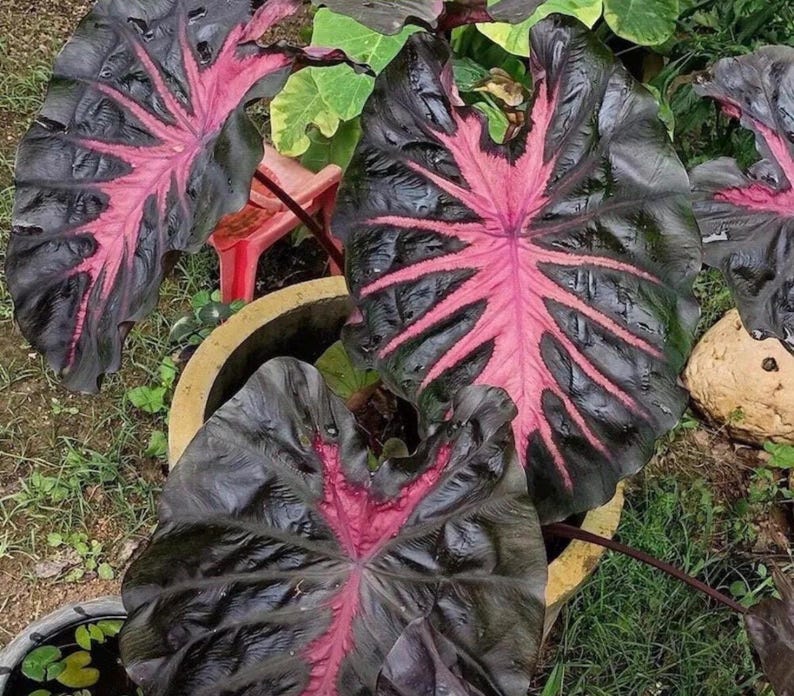 K&ouml;nnte beinhalten: Nahaufnahme von gro&szlig;en, dunkelgr&uuml;nen Bl&auml;ttern mit auff&auml;lligen rosa Adern. Die Bl&auml;tter geh&ouml;ren zu einer Pflanze, wahrscheinlich einer Ziersorte, und wachsen in einem Topf. Das einzigartige Farbmuster der Pflanze macht sie zu einem Blickfang im Garten.