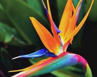 Orange bird of paradise starter plant *(ALL plants require you to purchase any 2 plants)*