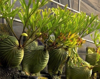 Platycerium Ridleyi Staghorn Fern“ Starter Plant (ALL STARTER PLANTS require you to purchase 2 plants!)
