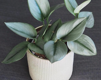 Scindapsus Treubii Moonlight starter plant *(ALL plants require you to purchase any 2 plants)*