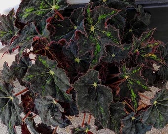 Begonia black velvet 4” pot (ALL STARTER PLANTS require you to purchase 2 plants!)