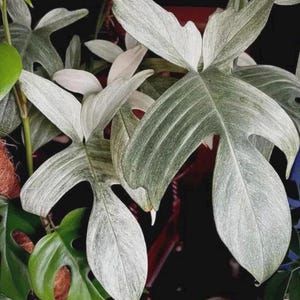 May include: Close-up of a plant with large, uniquely shaped leaves. The leaves are primarily a light green with a speckled, almost marbled, pattern of white and darker green. The plant has a tropical appearance, with some leaves showing a lobed or split structure.