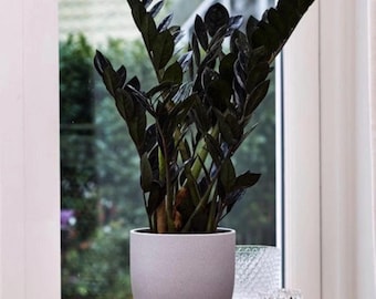 ZZ black Raven starter plant **(ALL plants require you to purchase ANY 2 plants!)**