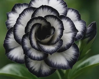 Desert rose black fang starter plant *(ALL plants require you to purchase any 2 plants)*