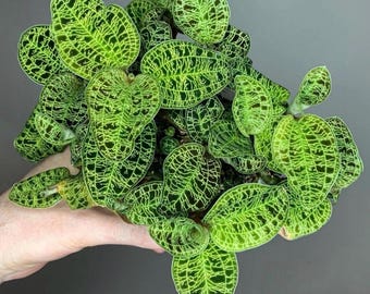 Macodes Petola jewel orchid starter plant **(ALL plants require you to purchase ANY 2 plants!)
