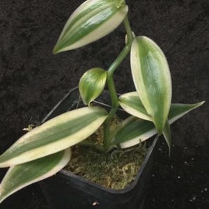 May include: A close-up of a potted plant with long, green and white striped leaves. The plant has a green stem and is in a small black pot. The leaves are oval-shaped and have a glossy appearance. The plant is surrounded by green moss.