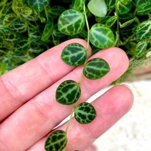 May include: Close-up of a String of Turtles plant, featuring small, round, green leaves with intricate, dark green patterns. The plant's delicate stems and leaves are held by a hand, showcasing the plant's texture and detail. The background is filled with more of the same plant.