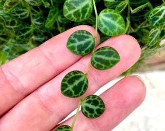 String of turtles Starter Plant (ALL STARTER PLANTS require you to purchase 2 plants!)