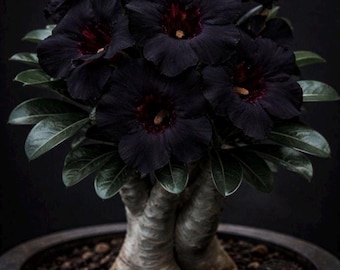 Fredclarkeara After Dark 'SVO Black Pearl' Orchid Hybrid Black