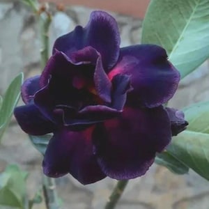 rubber tree plant name Ficus