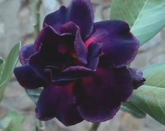 Desert rose deep purple plum starter plant *(ALL starter plants require you to purchase any 2 plants)*