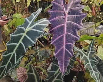 Alocasia Purpley starter plant *(ALL starter plants require you to purchase any 2 plants)*