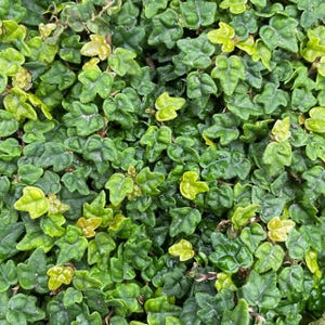 May include: A dense cluster of small, textured, three-lobed leaves in varying shades of deep forest green and bright lime green. The foliage is tightly packed, creating a continuous, overlapping pattern of organic shapes across the entire frame.