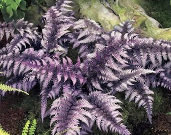 Japanese Painted fern starter plant * *(ALL starter plants require you to purchase any 2 plants)*